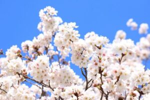 満開の桜